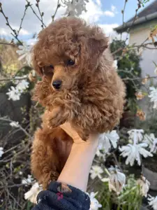 Pudla - patuljasta - Aston Christina Diamond Dream