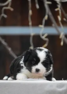 Miniature American Shepherd - Winstead Of Smoke And Saddle