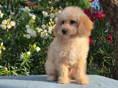 Cavapoo - Frakk