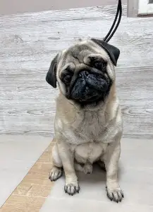 Mopsz - Cauda Anularis Pablo Escobar