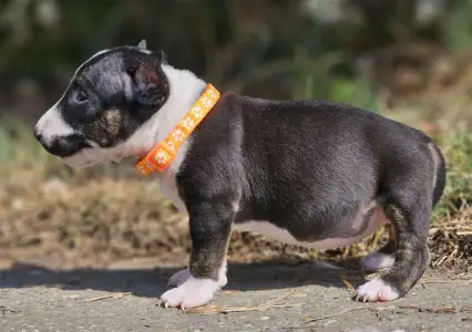 Miniatűr bullterrier - Petra