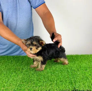 Yorkshire Terrier - Amina