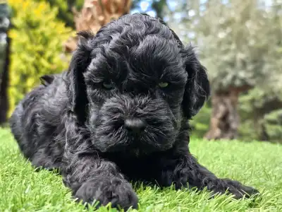 Cavapoo - Zoya