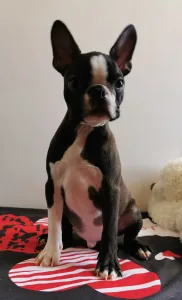 Boston Terrier - Wide Wings Brownie