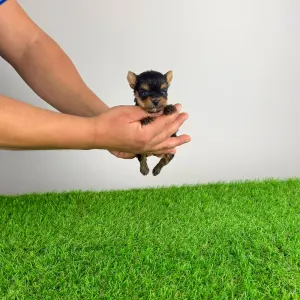 Yorkshire Terrier - Kick