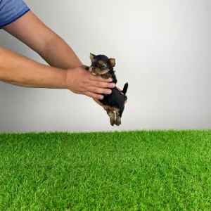 Jorkširski terijer - Monty