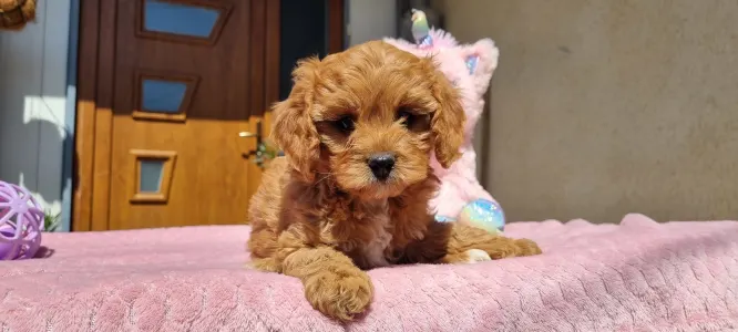 Cavapoo - Nara