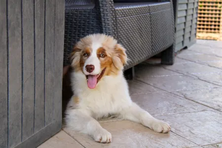 Berger australien - Gladstone Aussies Jasmine