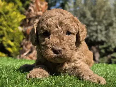 Cavapoo - Jam