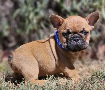 French Bulldog - Urus