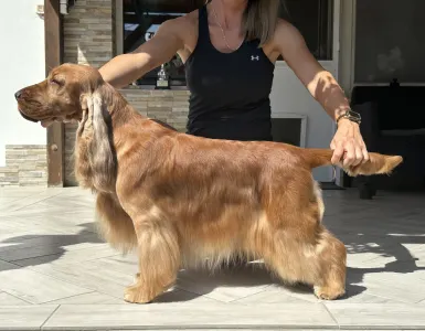 Cocker Spaniel anglais - La Scale Meteor Shower