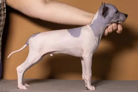 American Hairless Terrier - Arion Vale