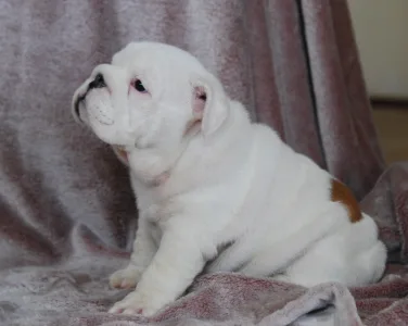 Angol bulldog - Rengőhegyi-ormán Diana