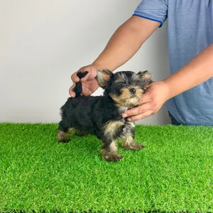 Yorkshire Terrier - Dodo