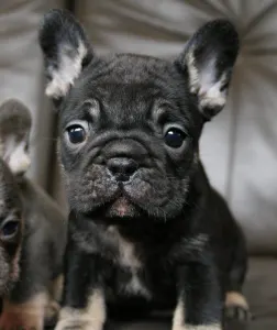Francia bulldog - Whisper 