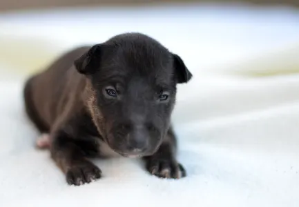 Miniature Bullterrier - Jasper