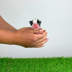 Boston Terrier - Kerry