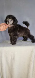 Poodle Miniature - Klara