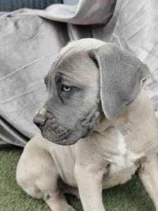Cane Corso Italiano - Amore Redentore Ant