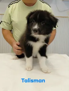 Border Koli - Talisman
