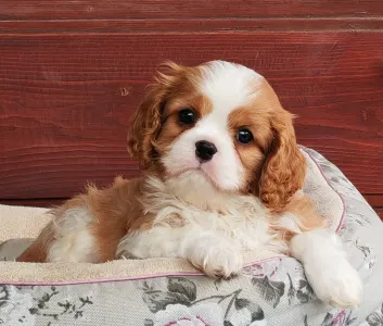 Cavalier King Charles Spaniel - Benetton 