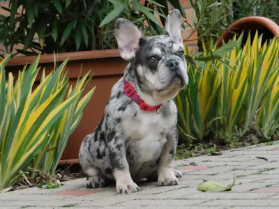 Francia bulldog - Ruby