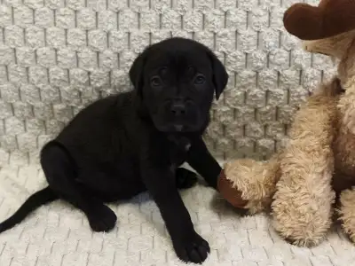 Cane Corso - Forza Di Diavolo Elise