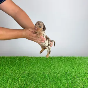 Teckel - Doggy
