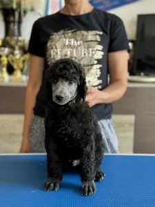 Poodle Standard - Silver Male