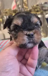 Yorkshire Terrier - Gomez Addams Of Midsummer Nights Miracle 