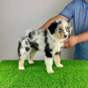Australian Shepherd - Tamy