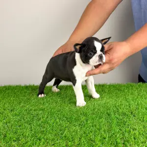 Boston Terrier - Evita