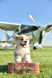 Pembroke Welsh Corgi - Gingers Heritage Prince Aviator