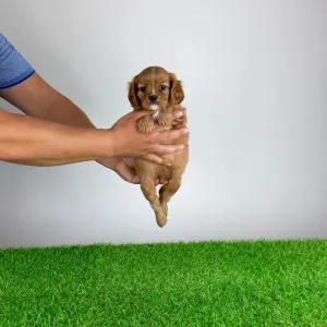 Cavalier King Charles Spaniel - Wilma