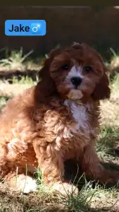 Cavapoo - Jake