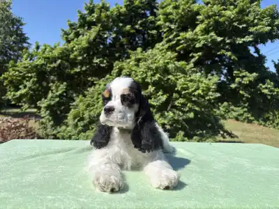 American Cocker Spaniel - Egyptian Lotus