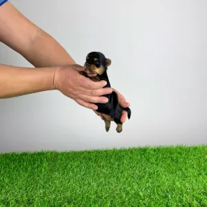 Yorkshire Terrier - Rosaria