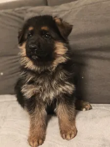 Owczarek niemiecki - Kimbo