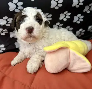 Lagotto Romagnolo - Calamiti Jane