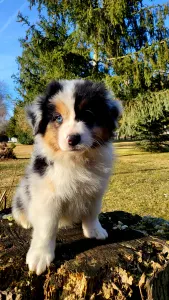 Australian Shepherd - Americano