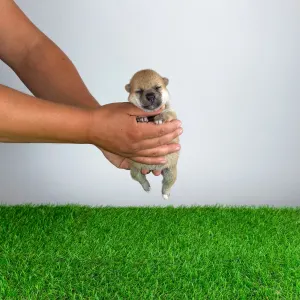 Shiba - Vee