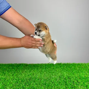Shiba - Björn