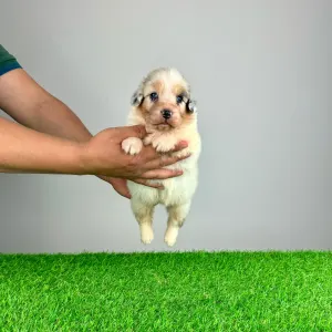 Australian Shepherd - Luna