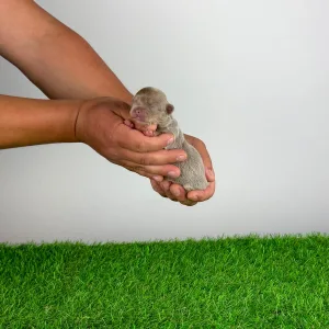 Chihuahua - Hella