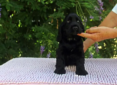 English Cocker Spaniel - Bellona