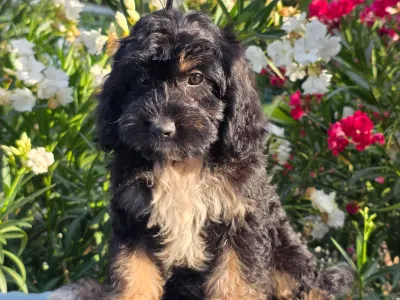 Cavapoo - Figo