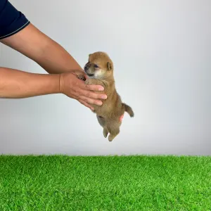 Shiba - Yarrow