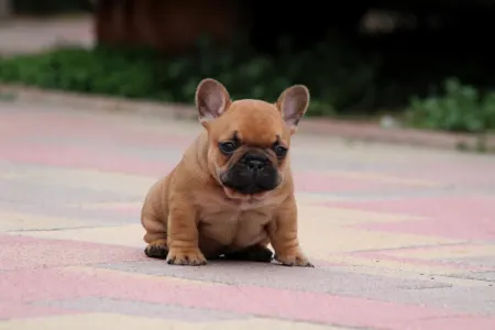 Französische Bulldogge - Unicum