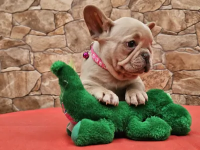 Französische Bulldogge - Dóri
