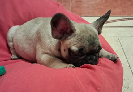 Francia bulldog - Hero From Lilis Breed